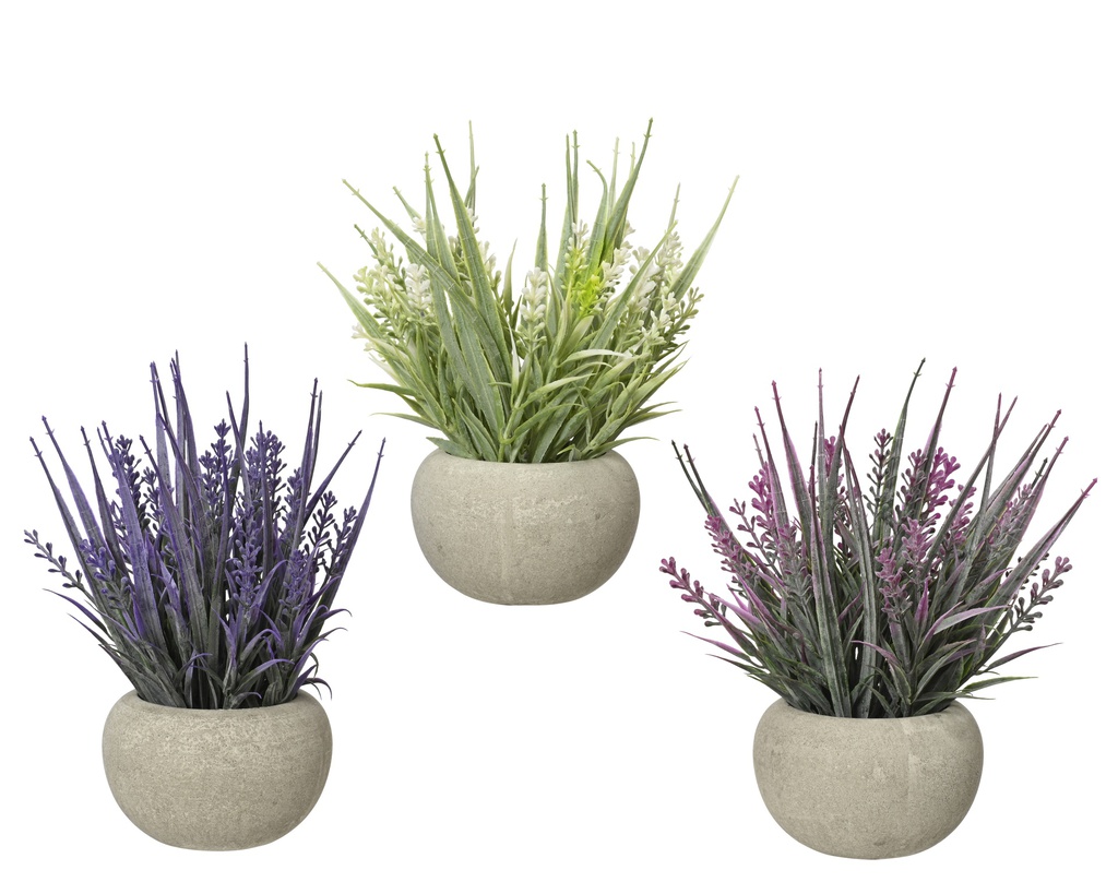 PLANTITA TIPO LAVANDA EN MACETA -  3 SURTIDOS - PRECIO UNIDAD - dia10.00-H20.00cm