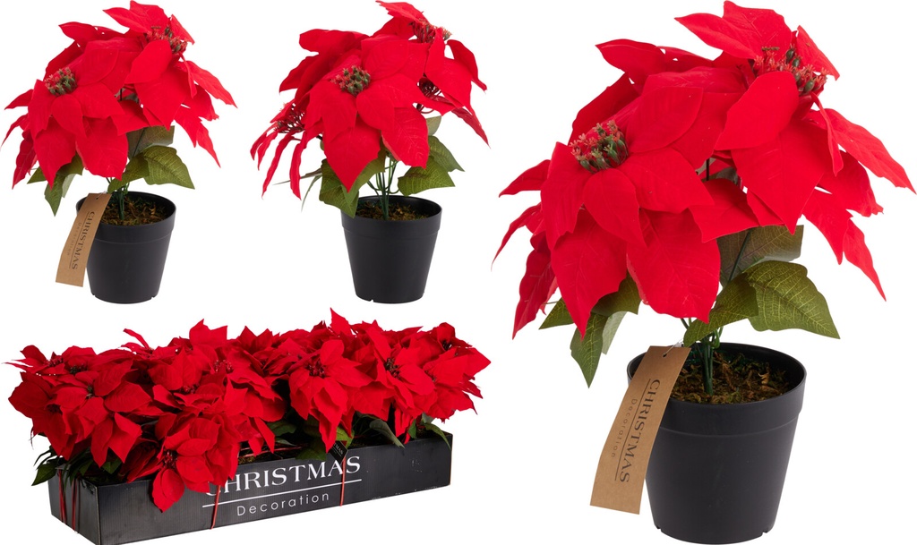 POINSETTIA EN MACETA - 30CM