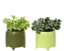 PLANTA EN MACETA CERAMICA VERDE - 2 COLORES - PRECIO UNIDAD - dia7.00-H13.00cm