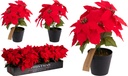 POINSETTIA EN MACETA - 30CM