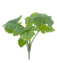 Croton bush green 45cm